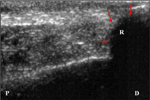 dog ultrasonography ultrasound / hund sonographie ultraschall