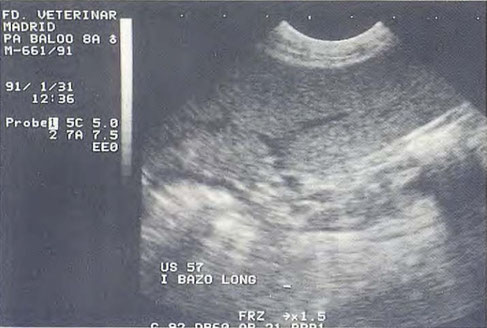 hund sonographie ultraschall / dog ultrasonography ultrasound 