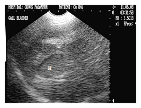 hund sonographie ultraschall / dog ultrasonography ultrasound