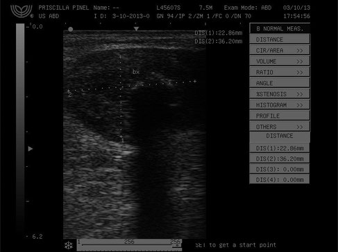 hund sonographie ultraschall / dog ultrasonography ultrasound