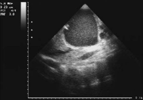 hund sonographie ultraschall / dog ultrasonography ultrasound