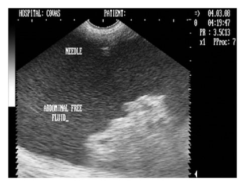 dog ultrasonography ultrasound / hund sonographie ultraschall