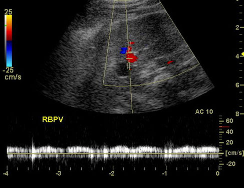 hund sonographie ultraschall / dog ultrasonography ultrasound 