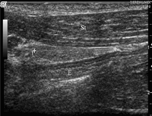 dog ultrasonography ultrasound / hund sonographie ultraschall