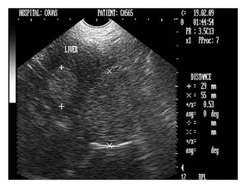 hund sonographie ultraschall / dog ultrasonography ultrasound