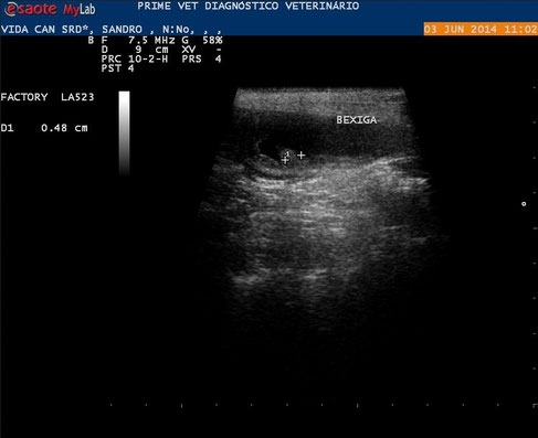 hund sonographie ultraschall / dog ultrasonography ultrasound