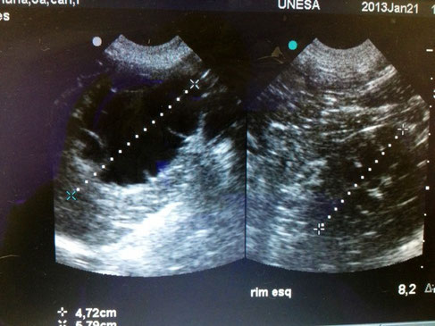 hund sonographie ultraschall / dog ultrasonography ultrasound