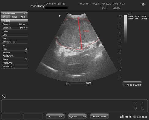 dog ultrasonography ultrasound / hund sonographie ultraschall