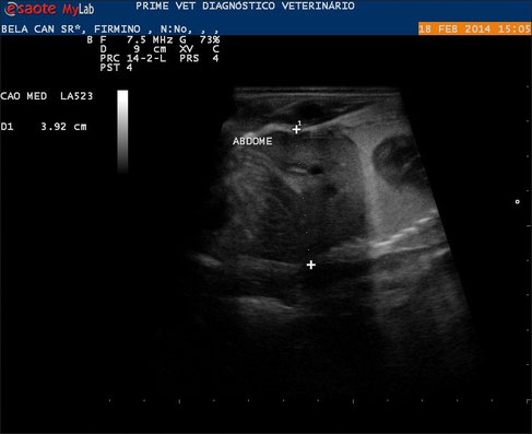 hund sonographie ultraschall / dog ultrasonography ultrasound