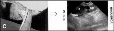 hund sonographie ultraschall / dog ultrasonography ultrasound