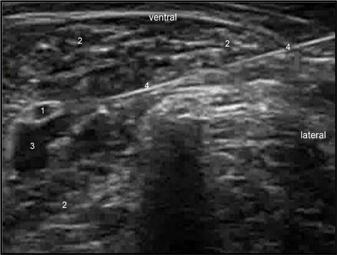 hund sonographie ultraschall / dog ultrasonography ultrasound