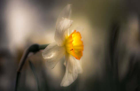 Makrofotografie – Blüte mit weichem Bokeh