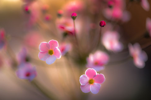  Vintage Objektiv Bokeh – Detailaufnahme Blume