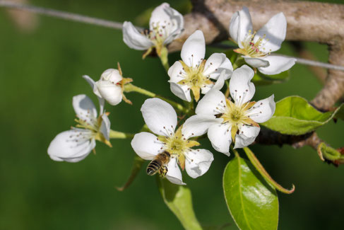 Biene auf der Birnenblüte, Foto: Julia Tertinek