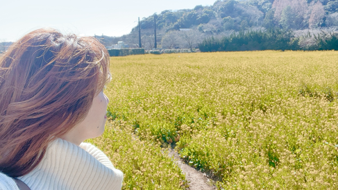 南伊豆・下賀茂温泉の菜の花と、下の写真は河津桜🌸