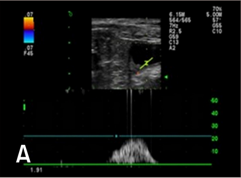 dog ultrasound