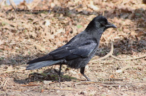 Rabenkrähe (Corvus c. corone) Ein durch Größe und Färbung auffallender Vogel in offenen Landschaften. Im Bild ein adulter Vogel [März]