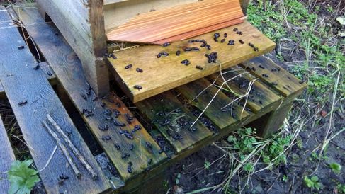 #Bienensterben #Lichtemissionen #Bienentod #Tod der Bienen