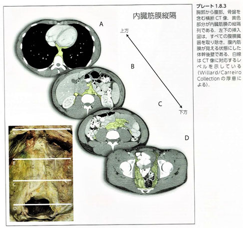 内臓縦隔（内臓筋膜）