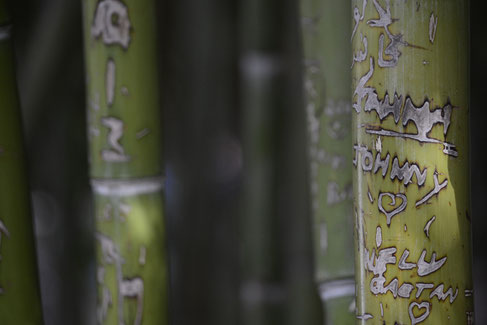 Graffitti mal anders, Bambuspflanzen mit Schnitzereien von Besuchern des Jardin Majorelle