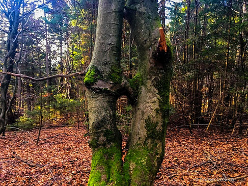 Kissing Trees bei Heuzert