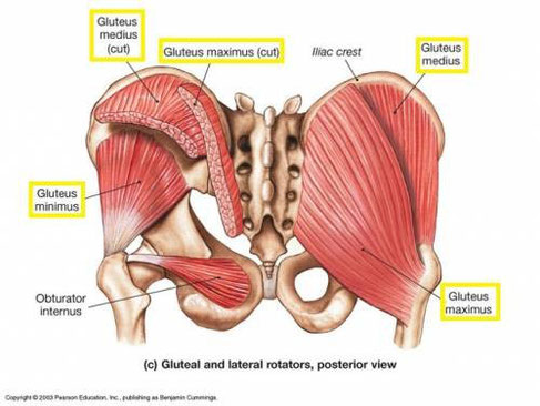 Abbildung 1: Gluteus Muskulatur sowie laterale Rotatoren