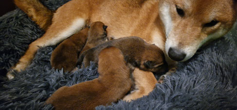 Shiba Welpen beim säugen
