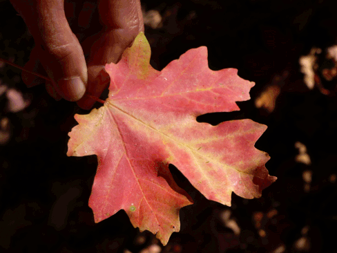 Canyon (Bigtooth) Maple leaf