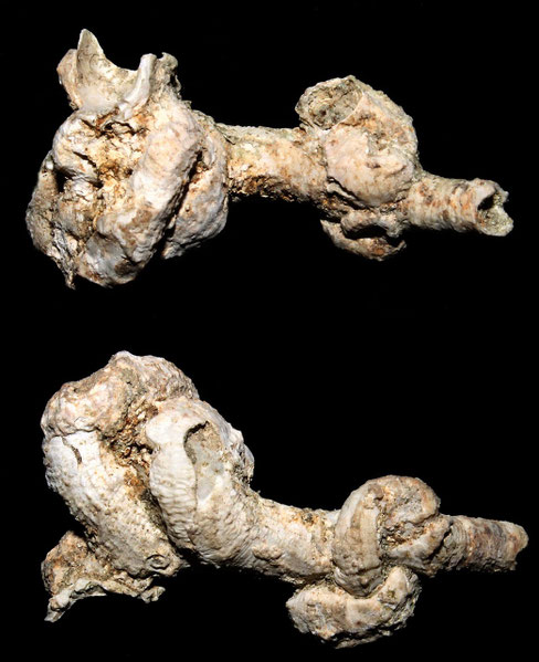 Petaloconchus deshayesi, Macchia della Turchina