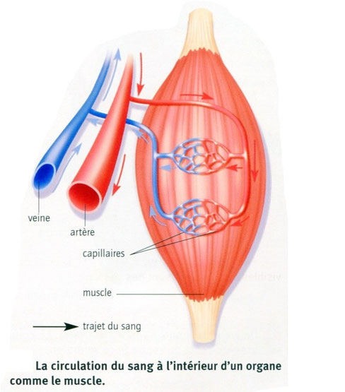 Schéma-bilan de la circulation du sang dans un organe: le muscle. Sources; BELIN 2008.