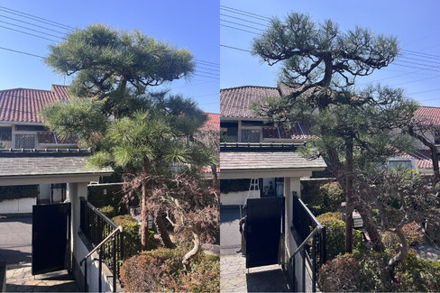 町田市で剪定する植木屋「纏造園」