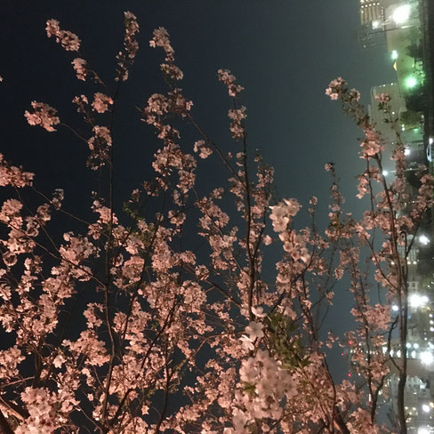 桜並木