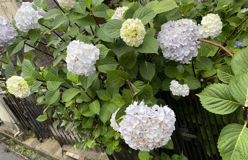紫陽花