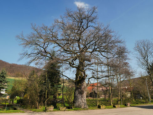 Tausendjährige Eiche in Linse