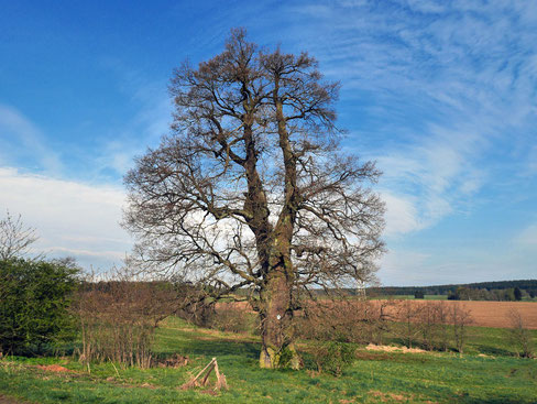 Eiche bei Stiege