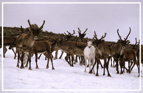 Rentiere-Hardangervidda-Norwegen-C272