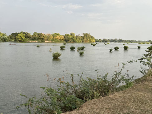 Die vielen Büschel im Mekong sind mal winzig, mal groß (so kommt man auch auf 4000 Inseln)