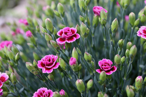 carnation flowers Picture from Pixabay.com