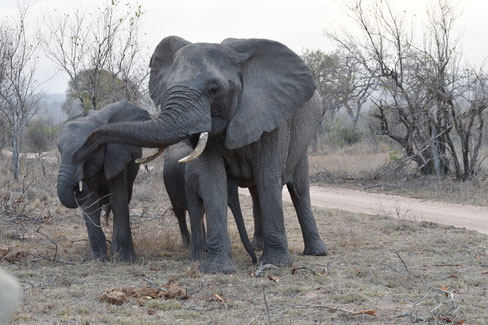 safari-sabi-sand-elefanten