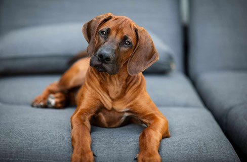 Kalle, Rodesian Ridgeback