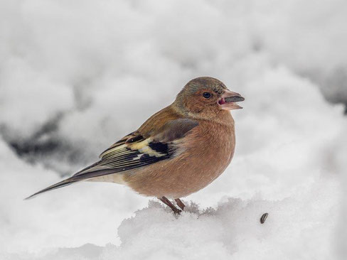 Foto: Buchfink, Johannes Groß/NABU Stuttgart