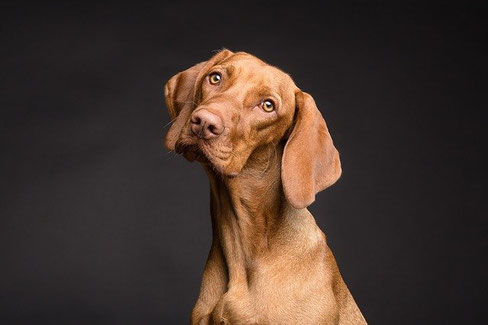 Hunde Versicherung ohne Selbstbeteiligung und mit unbegrenzter Kostenübernahme