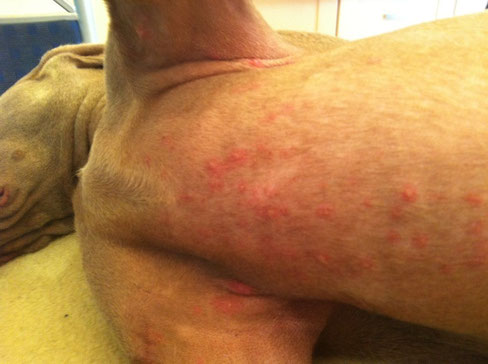 Sarcoptes Die Raude Des Hundes Warndt Waldis