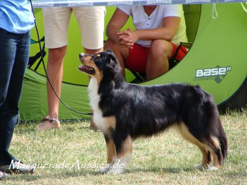 CASD-Clubsiegerschau Juni 2014: Unsere abgehaarte Pätkis erhält die Bestnote "V"; diesmal unter Sen. Breeder Judge Gail Karamalegos, TX