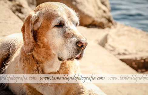 Fotografía de Mascotas, Fotografía de Animales