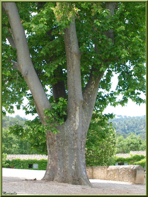 Platane centenaire devant le parvis de l'abbaye de Silvacane, Vallée de la Basse Durance (13) 