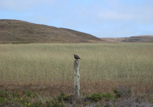 quail on fencepost in green open field