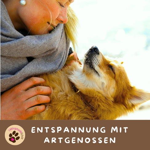 Hunde Entspannungskurs buchen