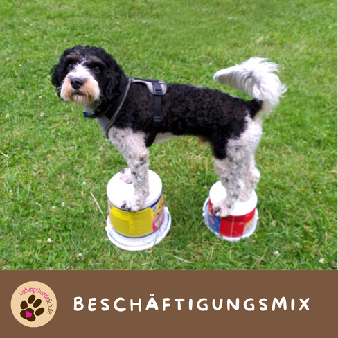 Beschaeftigungskurs Hund buchen