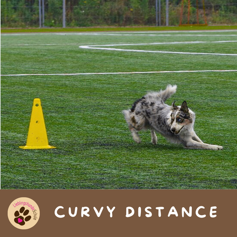 Curvy Distance longieren Hund buchen